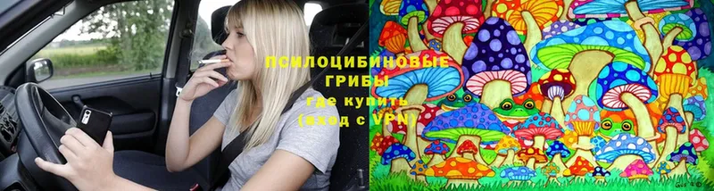 Псилоцибиновые грибы Psilocybe  закладка  Терек 